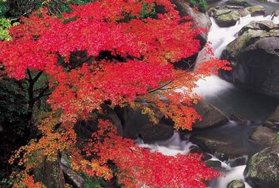 那珂川　紅葉